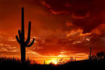 File:Saguaro Sunset.jpg - Wikimedia Commons