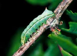 Attēlu rezultāti vaicājumam “Amphipyra”