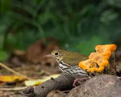 Image result for Seiurus aurocapilla