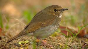 Image result for Luscinia sibilans