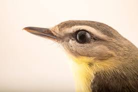 Image result for Vireo philadelphicus
