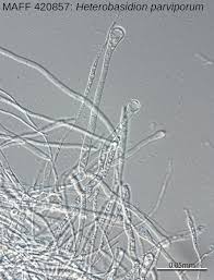 Attēlu rezultāti vaicājumam “Heterobasidion parviporum”