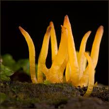 Attēlu rezultāti vaicājumam “Calocera cornea”
