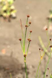 Attēlu rezultāti vaicājumam “Juncus alpinoarticulatus”