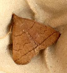 Attēlu rezultāti vaicājumam “Zanclognatha tarsipennalis”