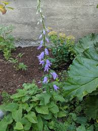 Attēlu rezultāti vaicājumam “Campanula latifolia”