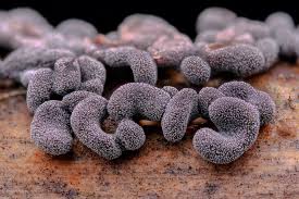 Attēlu rezultāti vaicājumam “Physarum compressum stalked”