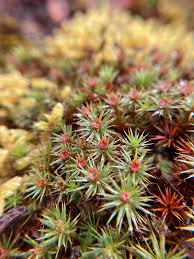 Attēlu rezultāti vaicājumam “Polytrichum juniperinum”