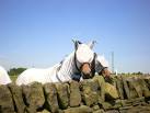 The Michael Jackson influence. Horses covered with what I can only say is - via Daymix
