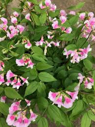 Attēlu rezultāti vaicājumam “Lathyrus vernus leaf”