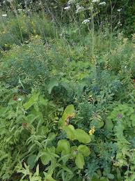 Attēlu rezultāti vaicājumam “Laserpitium latifolium flower”
