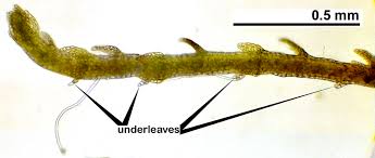 Attēlu rezultāti vaicājumam “Cephalozia loitlesbergeri”