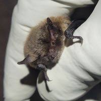 Attēlu rezultāti vaicājumam “Myotis brandtii”