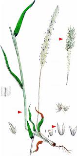 Attēlu rezultāti vaicājumam “Phleum phleoides”