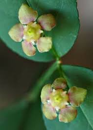 Attēlu rezultāti vaicājumam “Saussurea esthonica flower”