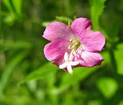 Attēlu rezultāti vaicājumam “xComagaria rosea  flower”