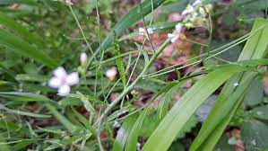 Attēlu rezultāti vaicājumam “Cardaminopsis arenosa leaf”