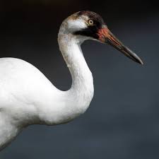 Attēlu rezultāti vaicājumam “Grus grus adult”