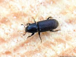 Attēlu rezultāti vaicājumam “Hylastes sp.”