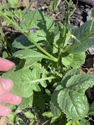 Image result for Raphanus sativus ssp. Oleiformes