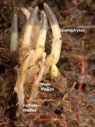 Attēlu rezultāti vaicājumam “Nowellia curvifolia sporophyte”