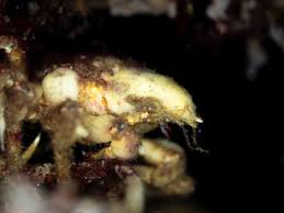 Image result for Hyas araneus