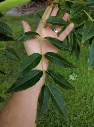 Attēlu rezultāti vaicājumam “Phellodendron amurense”