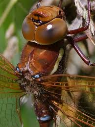 Attēlu rezultāti vaicājumam “Aeshna grandis”