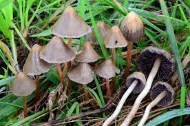 Attēlu rezultāti vaicājumam “Psilocybe sp.”