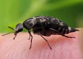 Attēlu rezultāti vaicājumam “Mordella sp.”