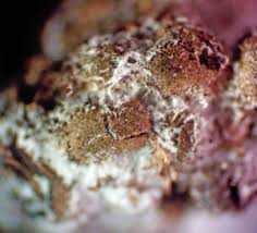 Attēlu rezultāti vaicājumam “Diderma simplex”