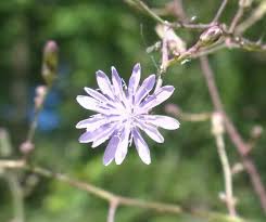 Attēlu rezultāti vaicājumam “Lactuca tatarica bud”