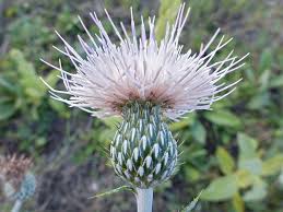 Attēlu rezultāti vaicājumam “Cirsium x rigens leaf”