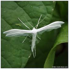 Attēlu rezultāti vaicājumam “Pterophorus pentadactyla”