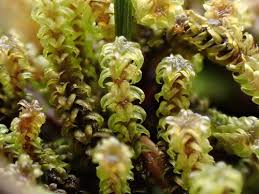 Attēlu rezultāti vaicājumam “Leptobryum pyriforme”