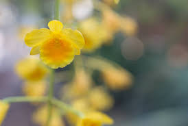 Attēlu rezultāti vaicājumam “Chrysotoxum sp.”