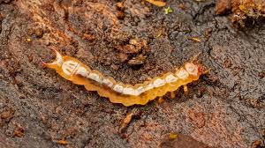 Attēlu rezultāti vaicājumam “Schizotus pectinicornis”