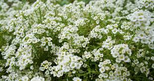 Image result for Alyssum diffusum