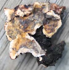 Attēlu rezultāti vaicājumam “Stereum rugosum”