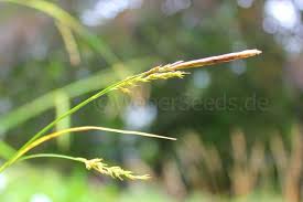 Attēlu rezultāti vaicājumam “Carex sylvatica”