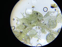 Attēlu rezultāti vaicājumam “Nowellia curvifolia”