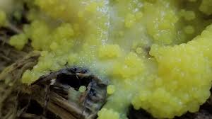 Attēlu rezultāti vaicājumam “Fuligo cinerea macro”