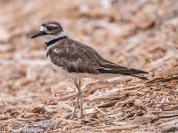 Image result for Charadrius vociferus