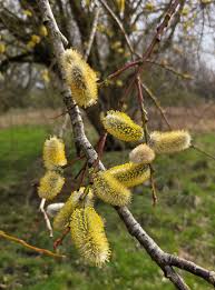 Attēlu rezultāti vaicājumam “Salix daphnoides”