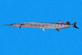 Attēlu rezultāti vaicājumam “Oxyrrhynchium hians var. rigidum macro”