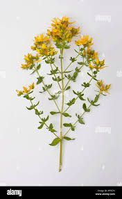 Attēlu rezultāti vaicājumam “Hypericum perforatum flower”