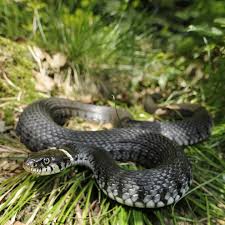 Image result for Ringelnatter