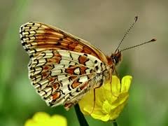 Attēlu rezultāti vaicājumam “Melitaea phoebe underside”