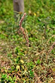 Attēlu rezultāti vaicājumam “Holcus lanatus  flower”