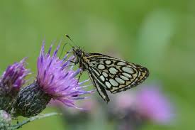 Attēlu rezultāti vaicājumam “Heteropterus morpheus”